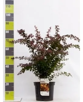 Rød berberis til hekk