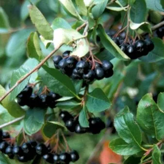 Storfruktet aronia